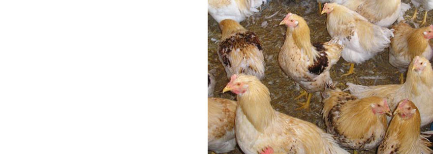 Alternative poultry production- the capon